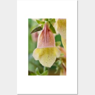 Digitalis  &#39;Polkadot Pippa&#39;  Foxglove Posters and Art